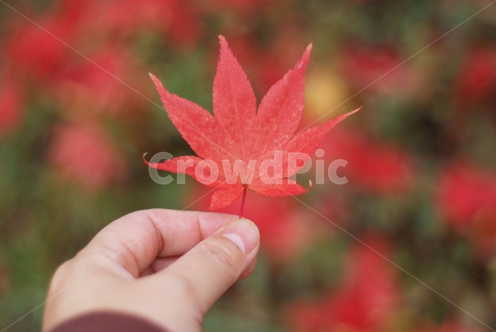 단풍잎,낙엽,단풍,붉은단풍,손,maple,autumn,가을,계절,fall,autumn,season,식물,자연,plants,nature,사람,인물,인간,human,person,신체일부,몸,body,감성,sensible,feeling,leaf,잎,plant,tree,나무