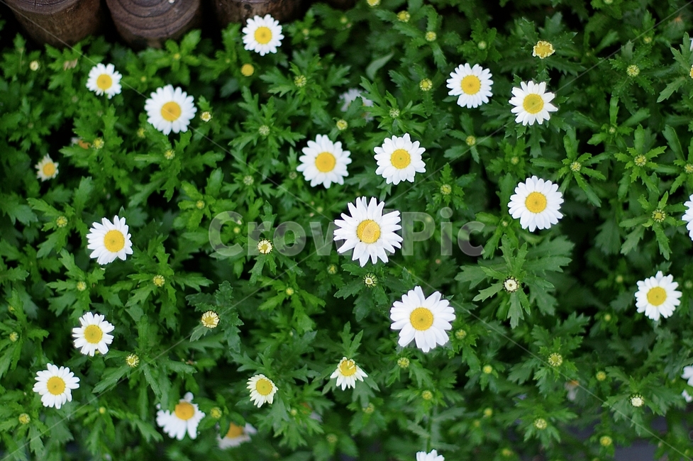 데이지,flower,꽃,식물,blossom,daisies,daisy,plant,계란꽃,식물,자연,plants,nature,꽃,flower
