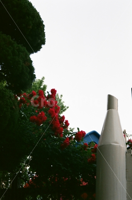 필름,필름사진,장미,꽃,담장,아날로그,산책,여름,6월,film,filmphotography,rose,fuji,walgreen,iso200,35mm,식물,자연,plants,nature,꽃,flower