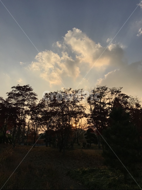 하늘,구름,나뭇가지,자연,옥외,햇빛,노을