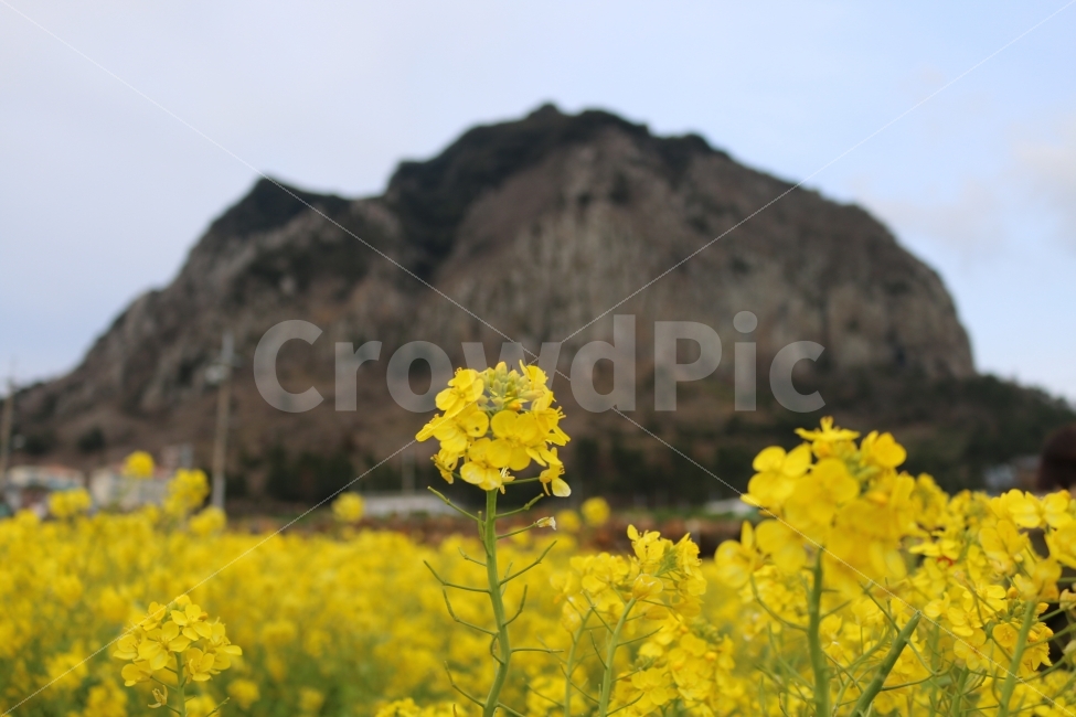 유채꽃,유채,제주도,제주,산방산,산,꽃,봄,계절,spring,season,제주도,jeju,jeju island,식물,자연,plants,nature,꽃,flower,outdoors,옥외,grassland,목초지,field,들