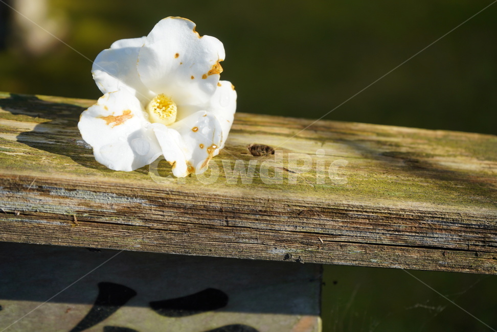 꽃,봄꽃,자연,식물,감성,flower,봄,계절,feeling,spring