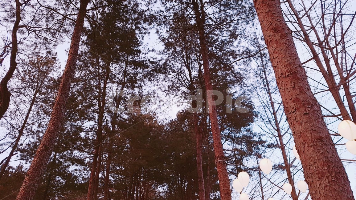 plant,식물,tree,나무,초목,숲,vegetation,식물,자연,plants,nature,나무,trees,wood