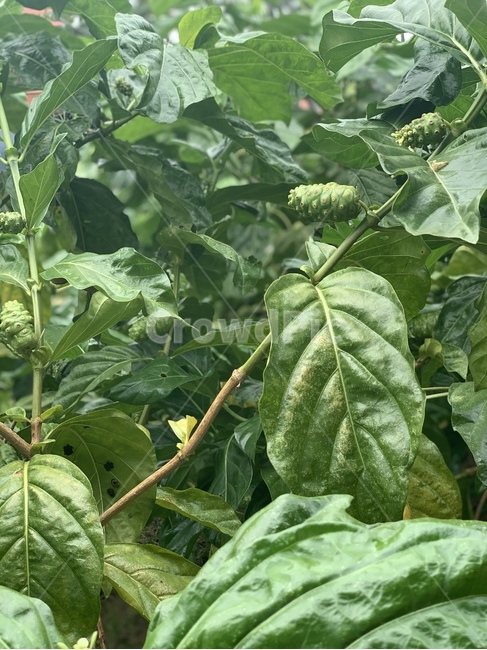 잎,노니,식물,plant,leaf