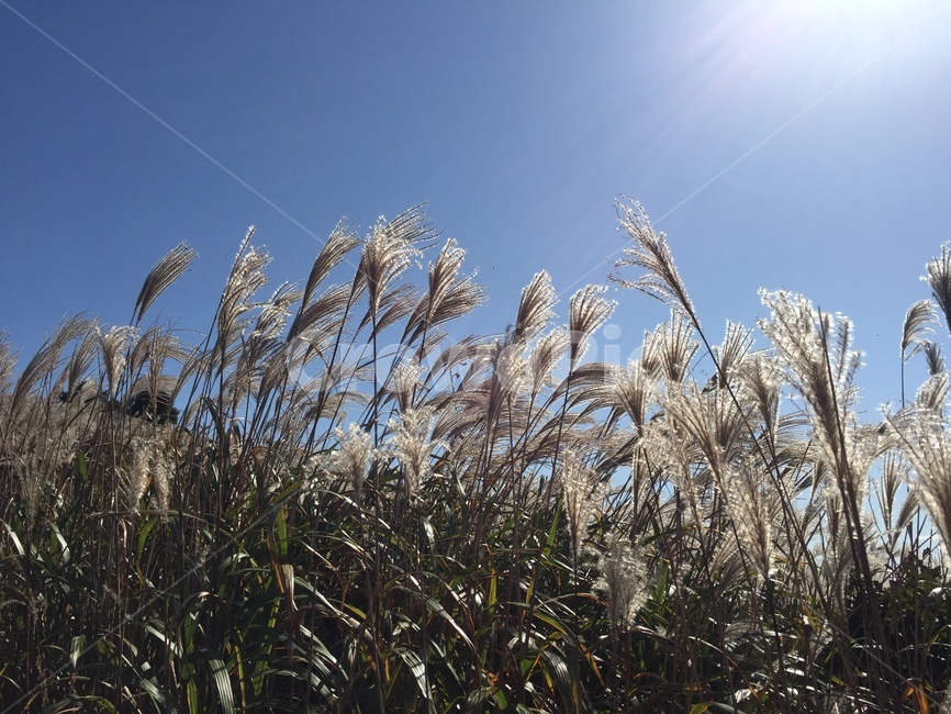 억새,가을,하늘,풍경,자연,분위기,가을,계절,fall,autumn,season,자연,풍경,nature,landscape,grass,잔디,plant,식물