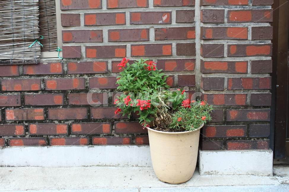 화분,꽃,담벼락,집앞,문앞,flowerpot,빨간꽃,작은,실내용화초,화분,화초,house plant