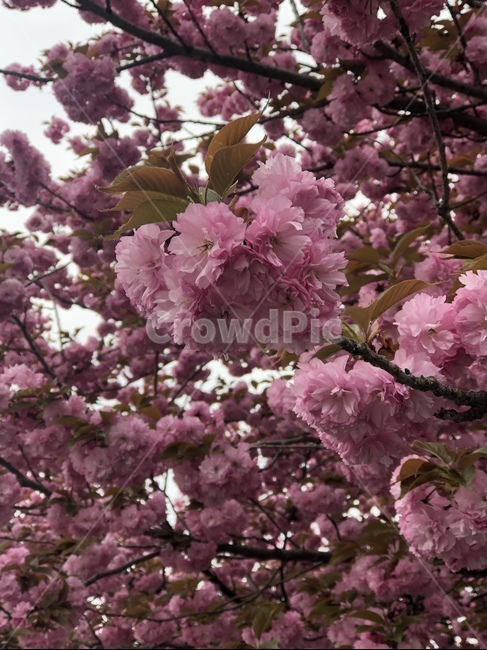 꽃,겹벚꽃,봄,벚꽃,분홍색,핑크,나무,벚꽃나무,겹벚꽃나무