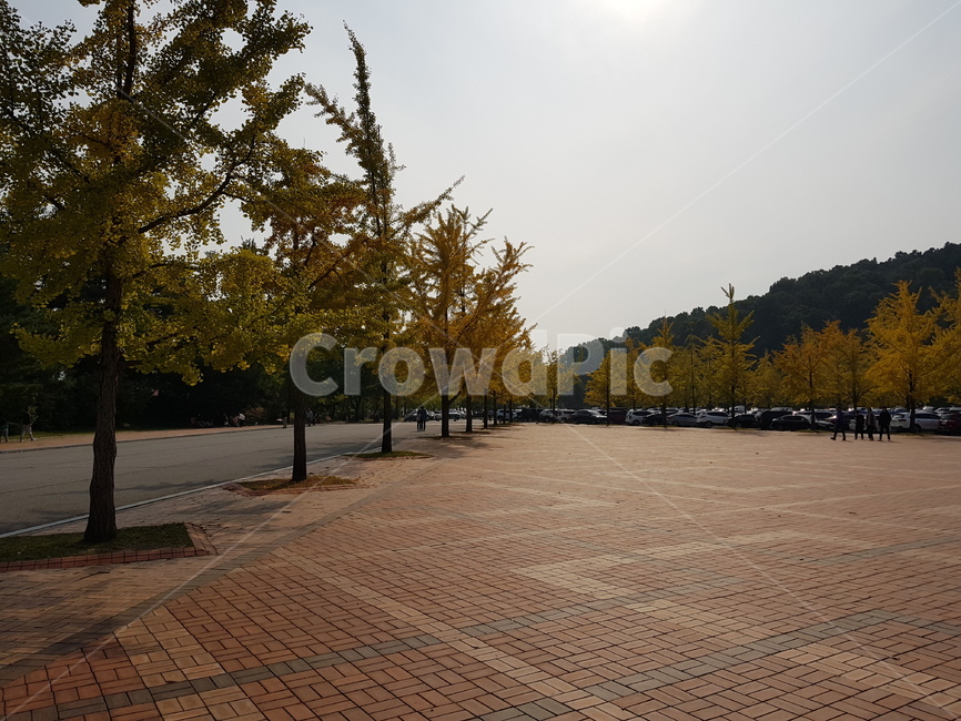 현충사,은행나무,자연,나무,가로수,풍경,가을,계절,fall,autumn,season,자연,풍경,nature,landscape,path,통로,walkway,보도,sidewalk,pavement,포장