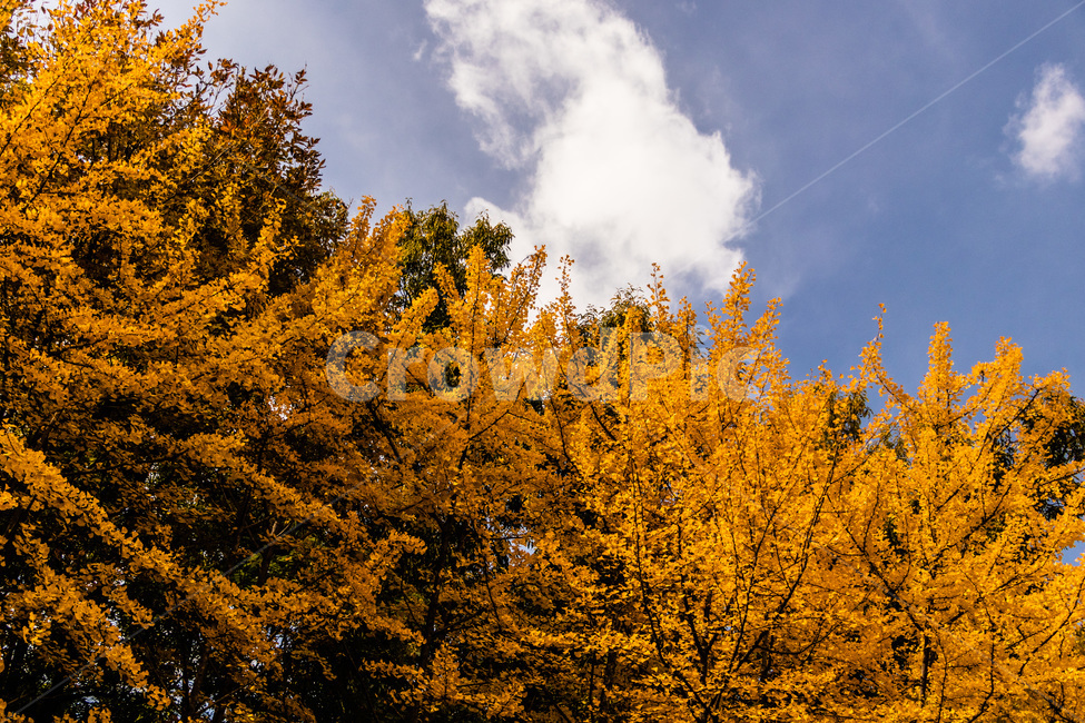 은행,은행잎,은행나무,은행나무잎,은행숲,은행나무숲,가을,계절,fall,autumn,season,자연,풍경,nature,landscape,tree,나무,plant,식물,conifer,구과 식물
