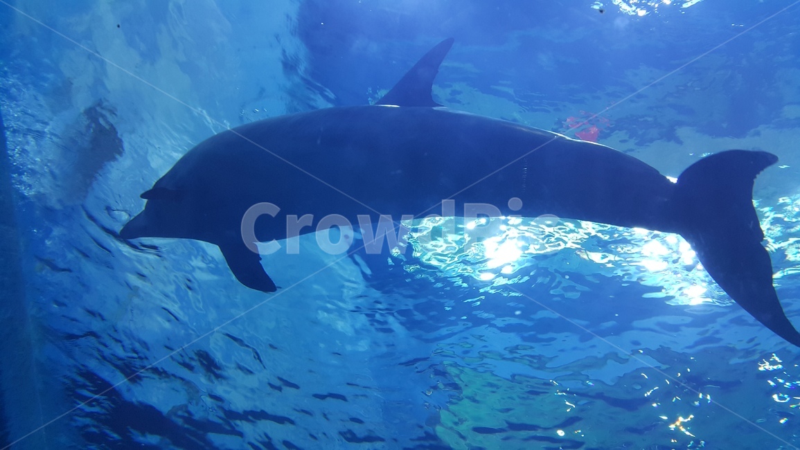 고래,돌고래,바다,물속,스쿠버다이빙,스킨스쿠버,동물,animal,어류,물고기,fish