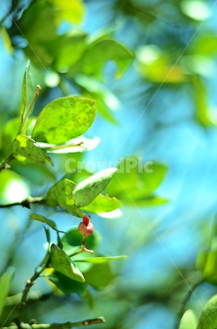 푸르른,나뭇잎,열매,색감,아웃포커스,클로즈업,초록색,자연,식물,자연,plants,nature,색깔,색상,색채,색감,color sense,color sensitivity,feeling of color