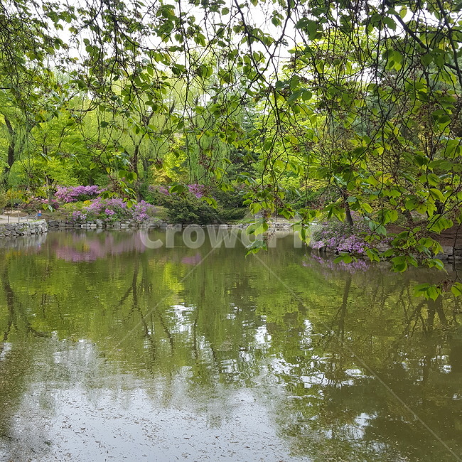 창경궁,연못,봄,꽃,비침