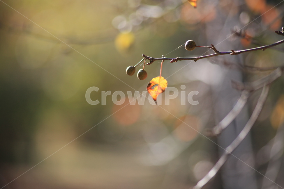 가을,결실,열매,성과,가을열매,감사,식물,자연,plants,nature,과일,열매,fruit