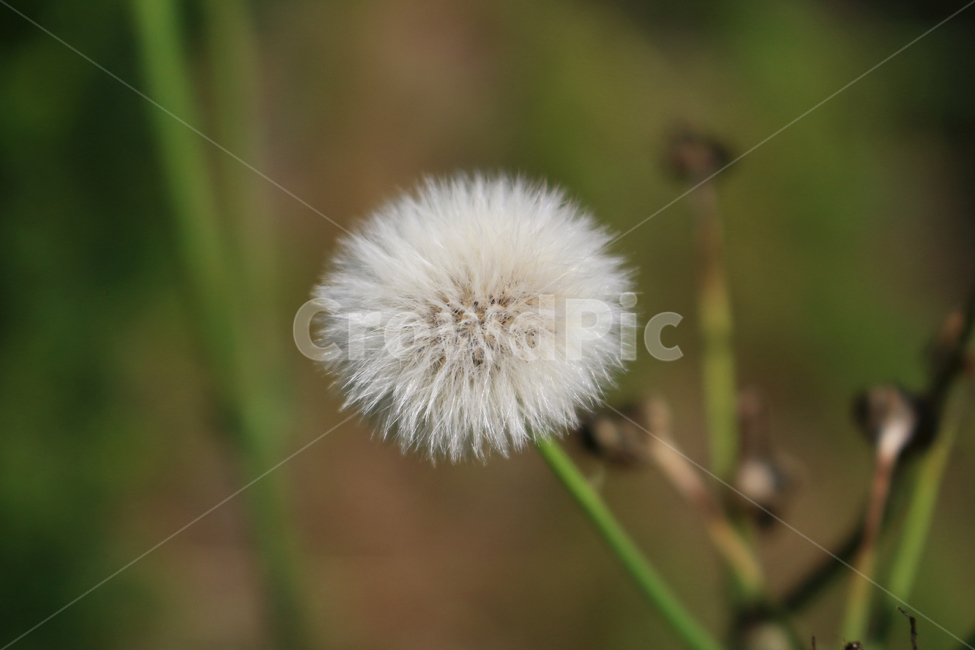 plant,leaf,flower,나뭇잎,식물,꽃