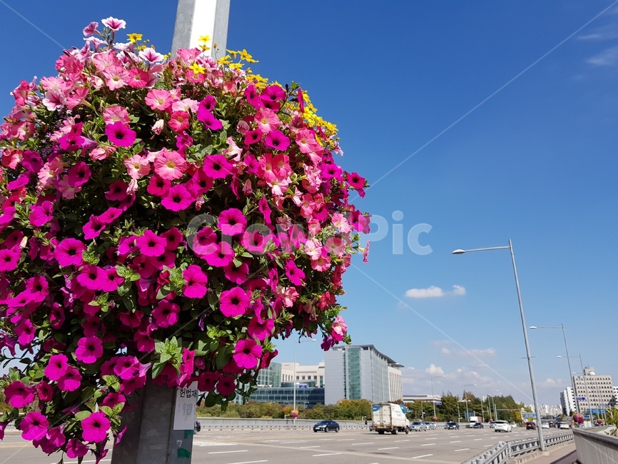 나팔꽃,모닝글로리,파란하늘,꽃,plant,식물,도시,풍경,city,landscape,꽃,flower