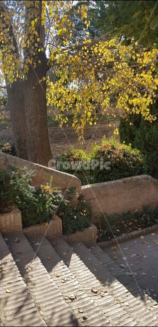 낙엽,계단,나무,자연,leafabscission,알함브라