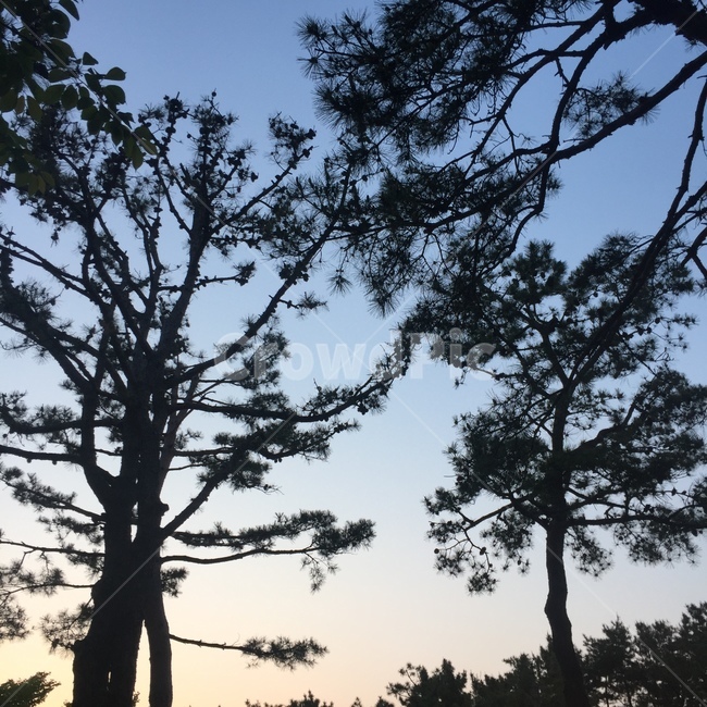 하늘,소나무,노을,나무,식물