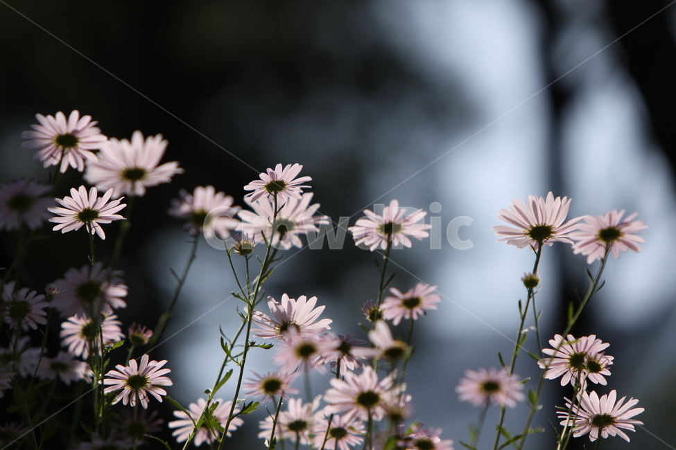 구절초,꽃,꽃무리,흰꽃,감성사진,자연,식물,자연,plants,nature,꽃,flower