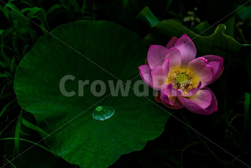 연꽃,연꽃사진,연,꽃사진,꽃,식물,자연,plants,nature,꽃,flower