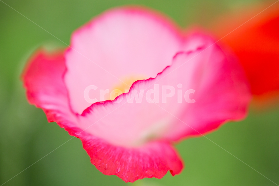 꽃,양귀비,봄,빗방울,붉은꽃,식물,자연,plants,nature,꽃,flower