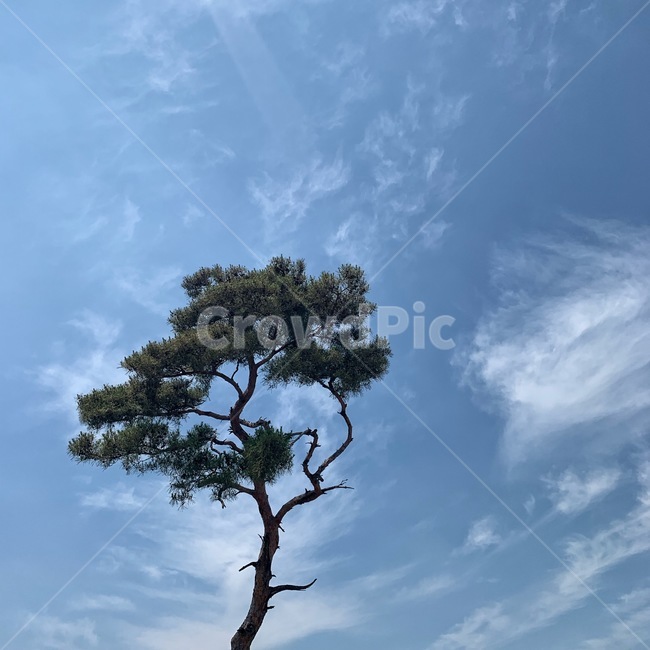 여름,파란,하늘,소나무,조용한,한적한