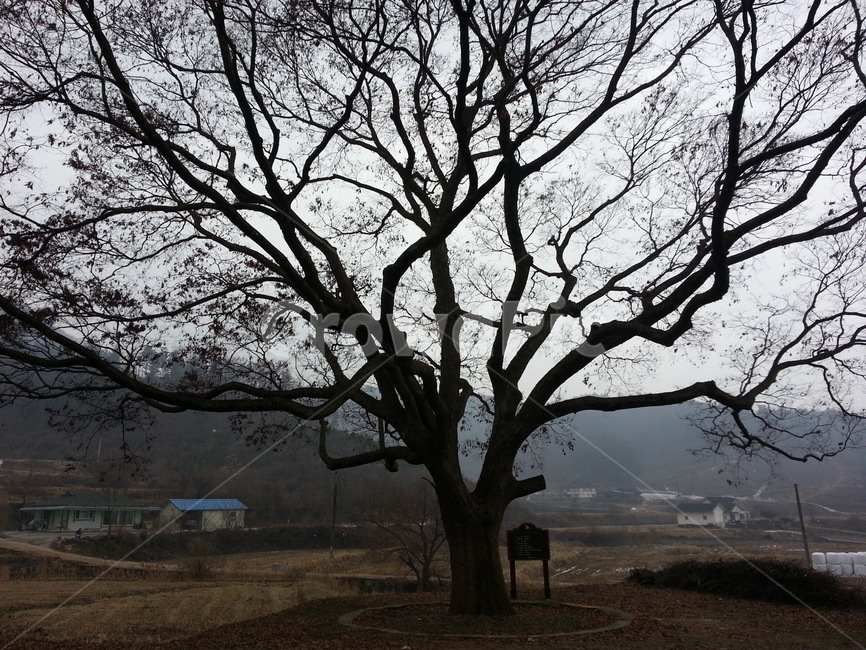 겨울,쓸쓸,나무,가지많은나무,고독,외로움,슬픔,어두운,앙상한,자연