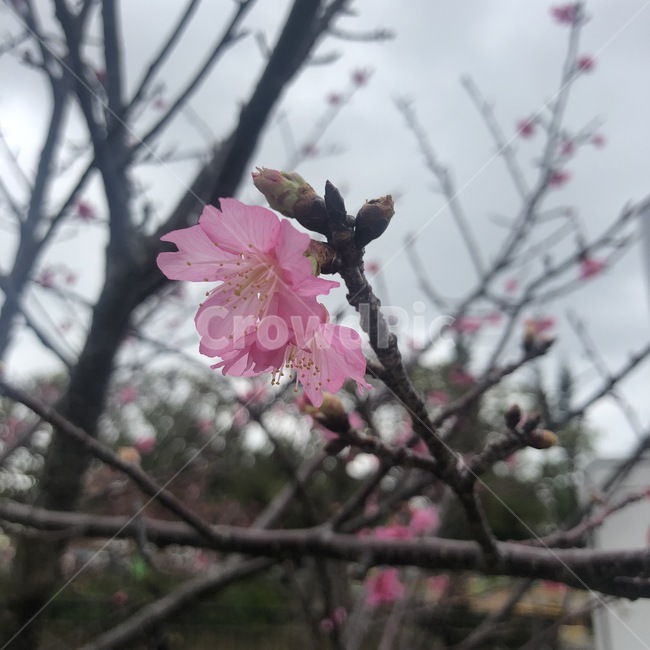 벚꽃,분홍색,꽃,핑크,봄,꽃근접,벚꽃근접,벚꽃가까이,식물,자연,plants,nature,꽃,flower