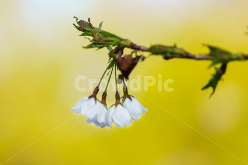 꽃,벚꽃,봄,자연,식물,flower,cherryblossoms,plants,봄,계절,spring,season,식물,자연,plants,nature,꽃,flower,plant