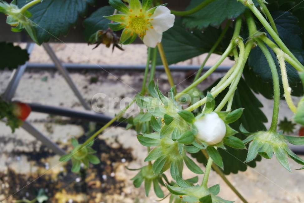 딸기꽃봉오리,딸기,딸기체험,딸기하우스,딸기농장,plant,식물