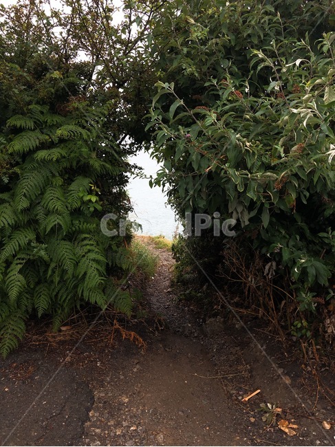길,흙길,산책로,덤불,식물,바다,road,ground,sea