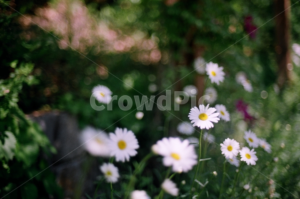꽃,flower,자연,nature,풍경,landscape,봄,sping,film,필름사진