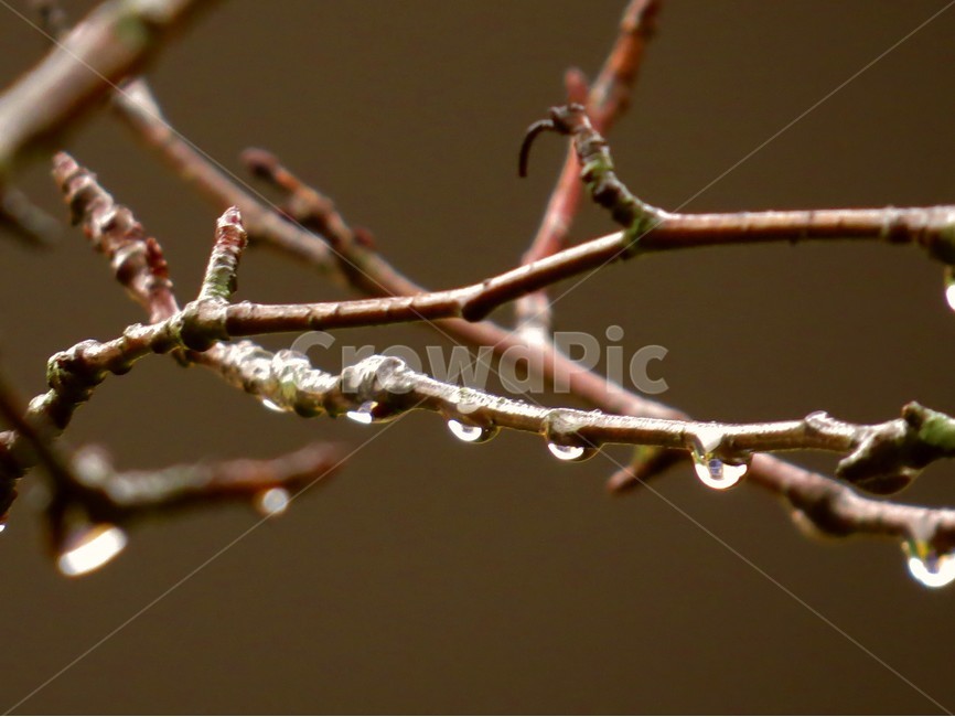 나무,물방울,풍경,자연,생태사진,식물,자연,plants,nature,비,비오는날,rain,rainy