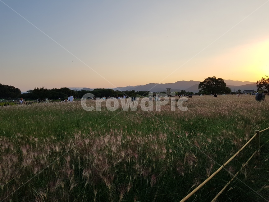 경주,첨성대,가을해질녁,핑크뮬리,자연,식물,자연,plants,nature