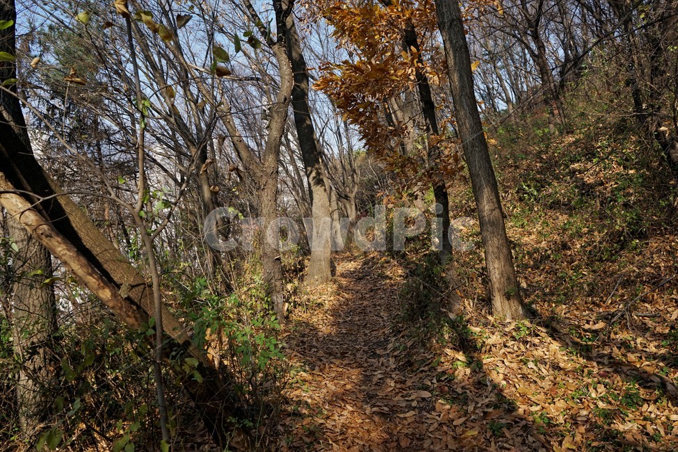 자연,나무,숲,초겨울,낙엽,산행,힐링,woods,nature,trail,latefall,walkway,trees,season,stroll,park,sunshine,그림자,shadow,가을,계절,fall,autumn,season,식물,자연,plants,nature,나무,trees,wood,tree,plant,tree trunk,나무 줄기,ground,바닥