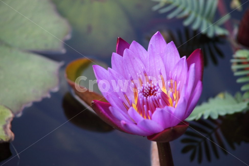 수련,연,꽃,수생식물,waterlily,식물,자연,plants,nature,꽃,flower