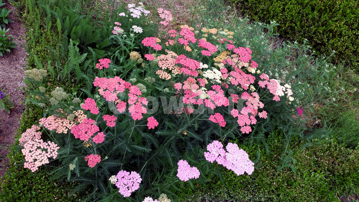 자연,꽃,분홍,초록,정원,nature,flower,pink,green,garden,식물,자연,plants,nature,꽃,flower
