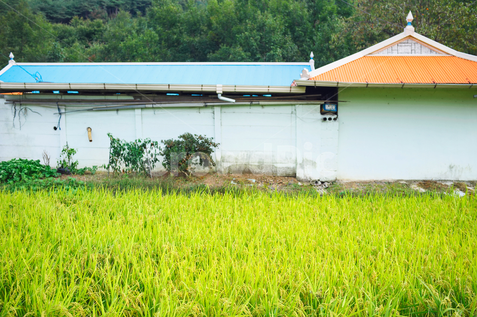 시골집,논,밭,벽,농촌,벼,시골,마을,풍경,landscape,country,rural,town