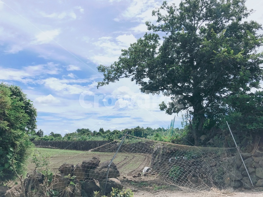 tree,나무,plant,식물,ground,자연