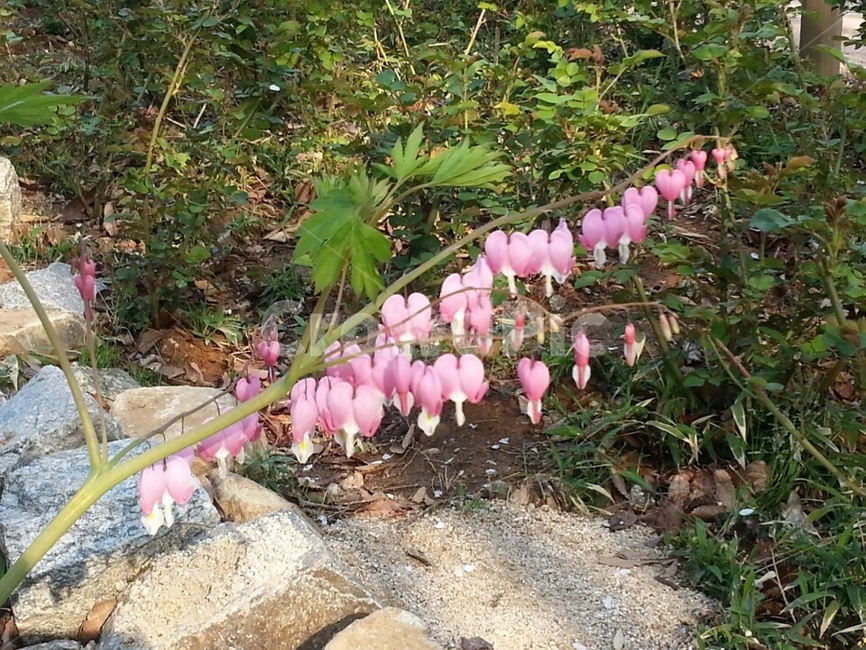 금낭화,식물원,양귀비목,쌍떡잎식물,꽃