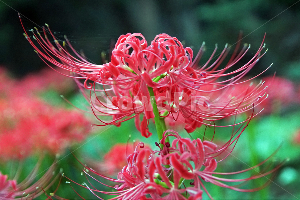 꽃무릇,상사화류,석산,독무릇,산오독,산두초,redspiderlily,가을,빨간꽃,수선화과,식물,꽃꽂이용,화단용,식물,자연,plants,nature,꽃,flower