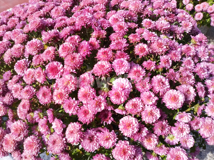 plant,식물,blossom,꽃,flower,패턴,꽃잎,pattern