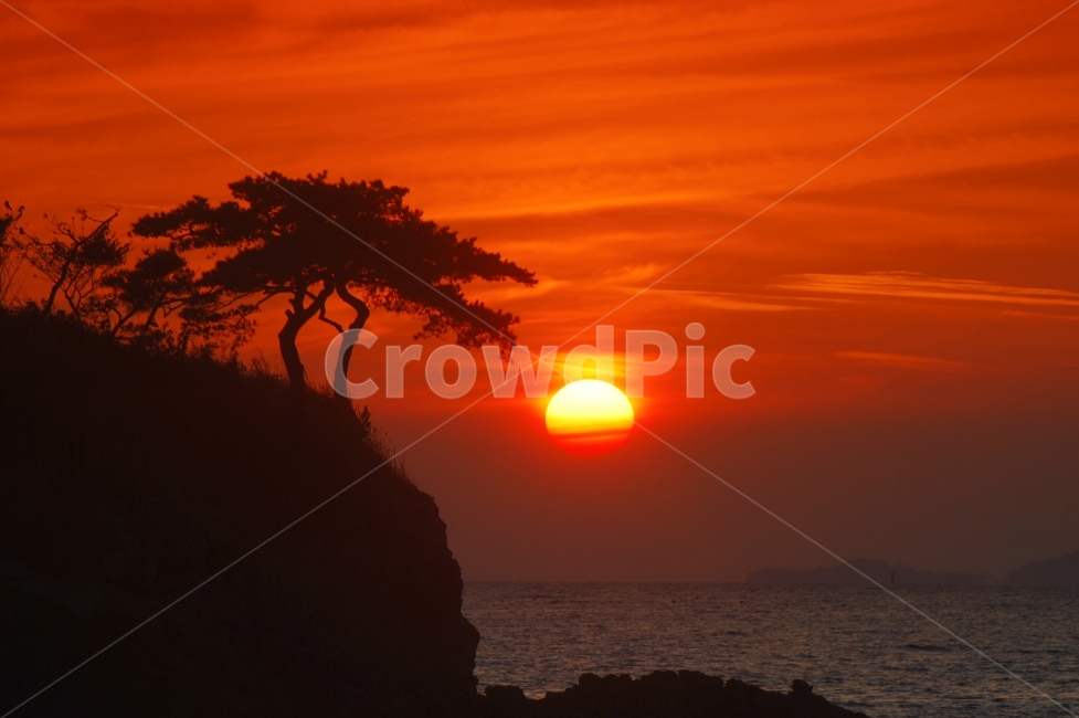 일출,해돋이,새해,소나무,나무,섬,바다,태양,해,풍경,자연,배경,일출사진,일출풍경,sunrise,sea,sun,tree,pinetree,pine,자연,풍경,nature,landscape,한국자연풍경,한국자연경관,korea nature landscape,outdoors,옥외,sky,하늘,red sky,붉은 하늘,sunset,일몰,dawn,새벽,dusk,황혼