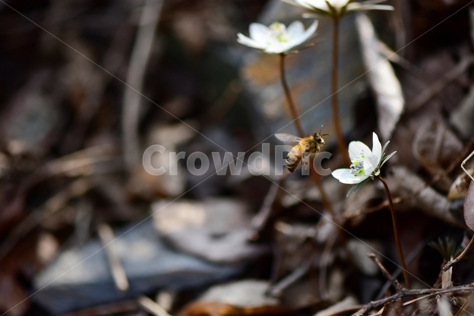 변산바람꽃,야생화,봄,꽃,흰색,자연,식물,식생,봄의전령사,풀꽃,미나리아재비과,식물,자연,plants,nature,꽃,flower,동물,animal,곤충,벌레,insect,bug