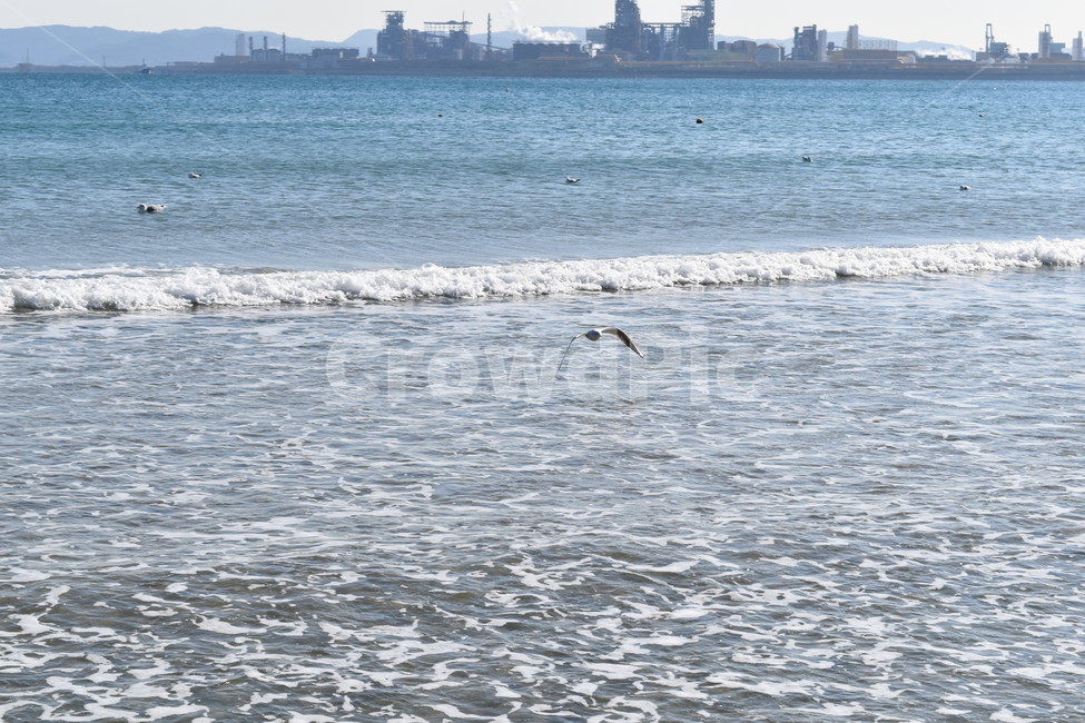 바다,갈매기,새,파도,물결,푸른,beach,sea,bird,wave,자연,풍경,nature,landscape,outdoors,옥외,water,물,ocean,대양,animal,동물