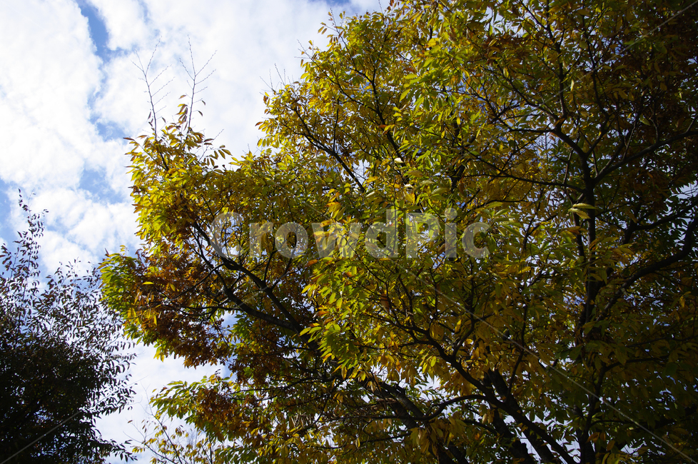 가을,나무,식물,plant,하늘,구름,식물,자연,plants,nature,나무,trees,wood