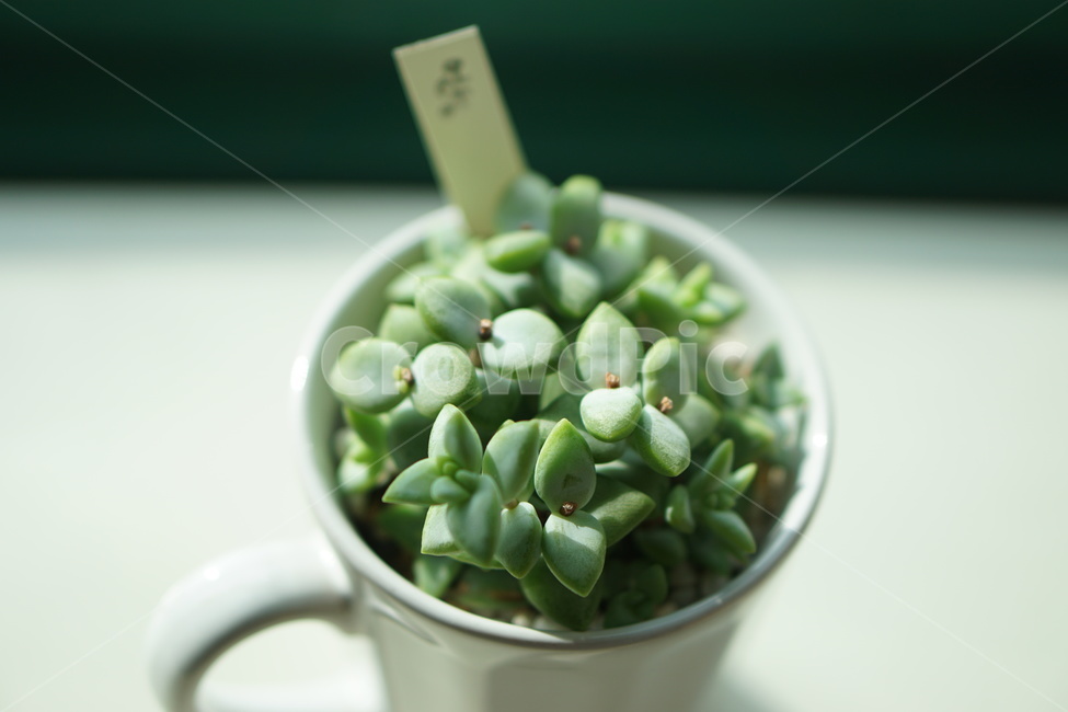 플랜테리어,식물,다육이,plants,반려식물,화분,실내용화초,화분,화초,house plant