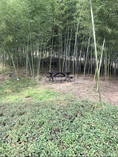 청남대,대나무,벤치,휴식,식물,자연,풍경,nature,landscape