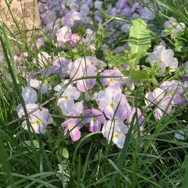 팬지,pansy,팬지꽃,pansyflower,정원,garden,식물,꽃,plant,flower