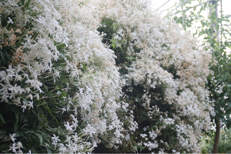 꽃,자연,접사,라일락,flower,식물,lilacwhite,흰라일락,식물,자연,plants,nature,꽃,flower