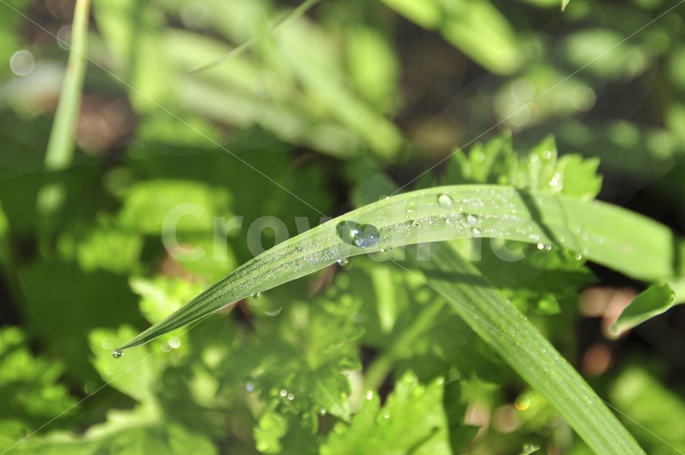 울산,아침,이슬,물방울,자연,식물,자연,plants,nature